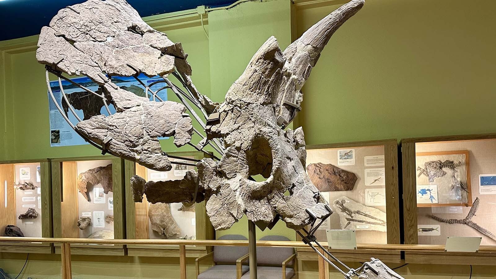 The skull of "Lady Stephanie," a Triceratops from the Late Cretaceous of Converse County. This skull is one of tens of thousands of fossils recovered from a ranch just outside of Glenrock that is helping to piece together the prehistoric ecosystem during the last days of the dinosaurs.