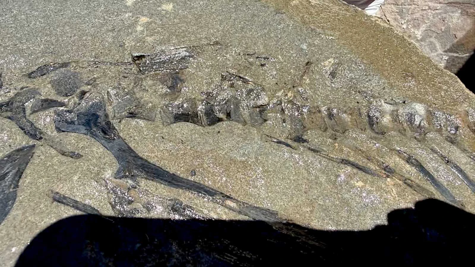 The articulated skeleton of a small dinosaur found near Alpine, Wyoming. Professor and paleontologist L.J. Krumenacker said the shape of the leg, hip, and tail bones indicates this is the skeleton of Idaho's state dinosaur, Oryctodromeus, and might be the best of its kind ever found.