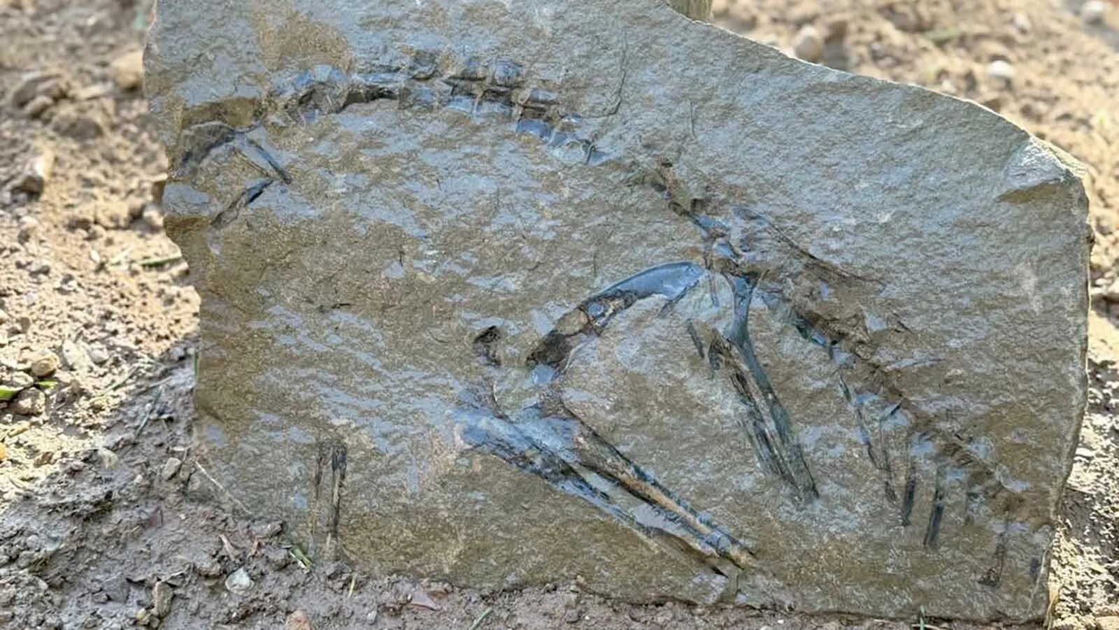 Wyoming Woman Discovers Perfectly Preserved Dinosaur Near AlpineAndrew RossiMay 09, 2026