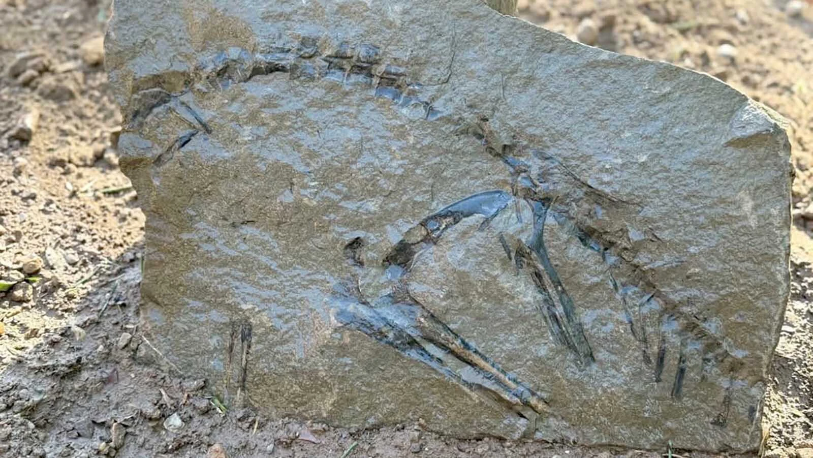 The articulated skeleton of a small dinosaur found near Alpine, Wyoming. Professor and paleontologist L.J. Krumenacker said the shape of the leg, hip, and tail bones indicates this is the skeleton of Idaho's state dinosaur, Oryctodromeus, and might be the best of its kind ever found.