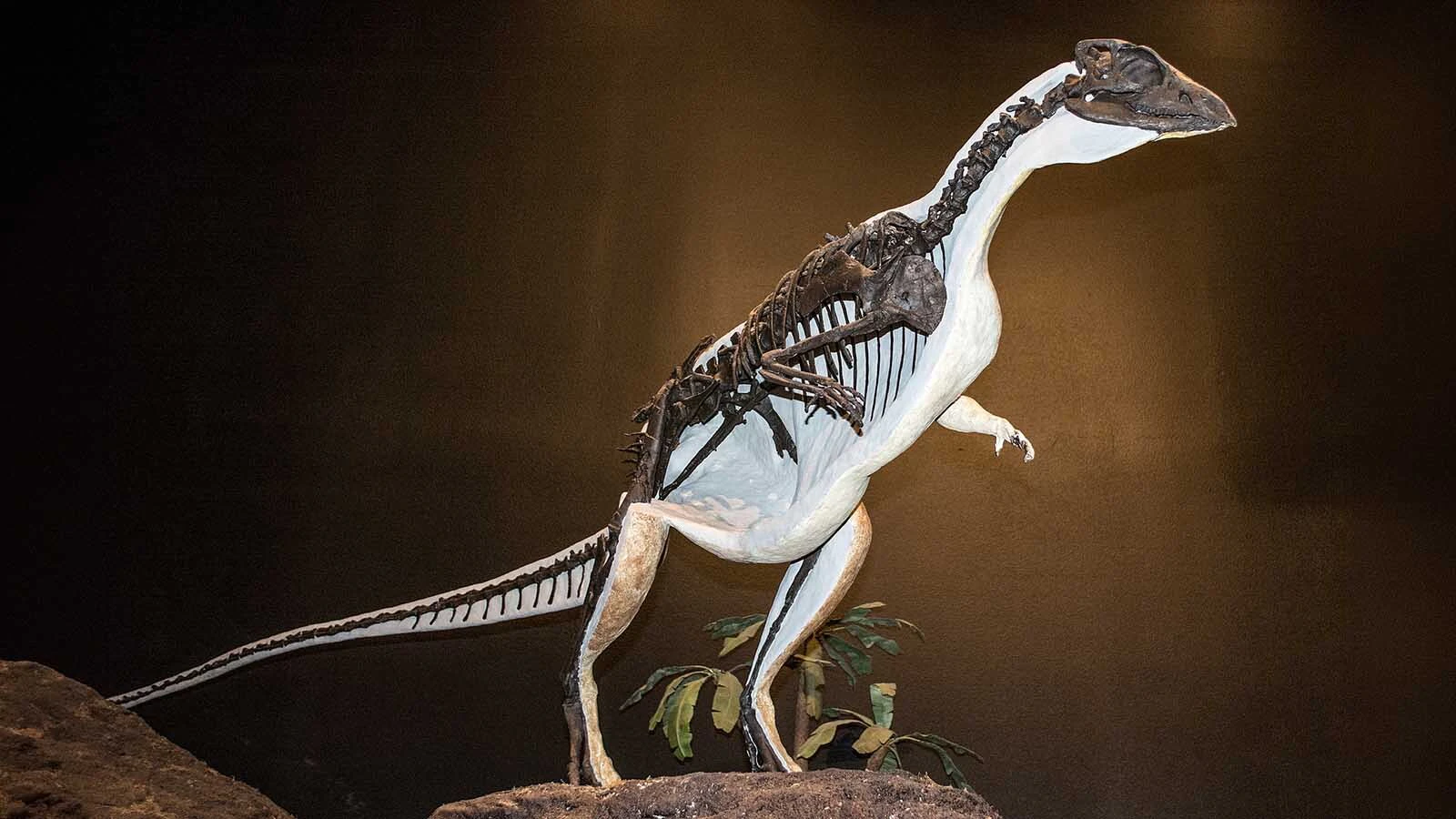 An Oryctodromeus skeleton on display at the Museum of the Rockies in Bozeman, Montana. Several specimens of adults and juveniles have been found buried together in burrows, indicating this dinosaur was unique for the parental care it provided while digging and living in burrows.