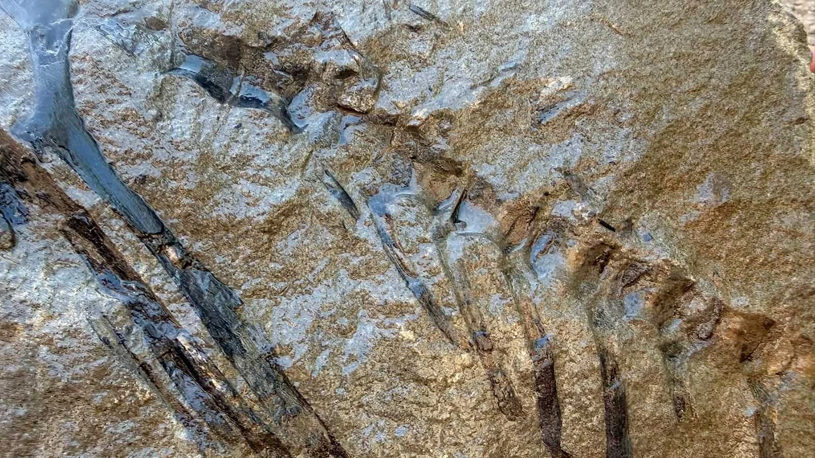 The articulated skeleton of a small dinosaur found near Alpine, Wyoming. Professor and paleontologist L.J. Krumenacker said the shape of the leg, hip, and tail bones indicates this is the skeleton of Idaho's state dinosaur, Oryctodromeus, and might be the best of its kind ever found.