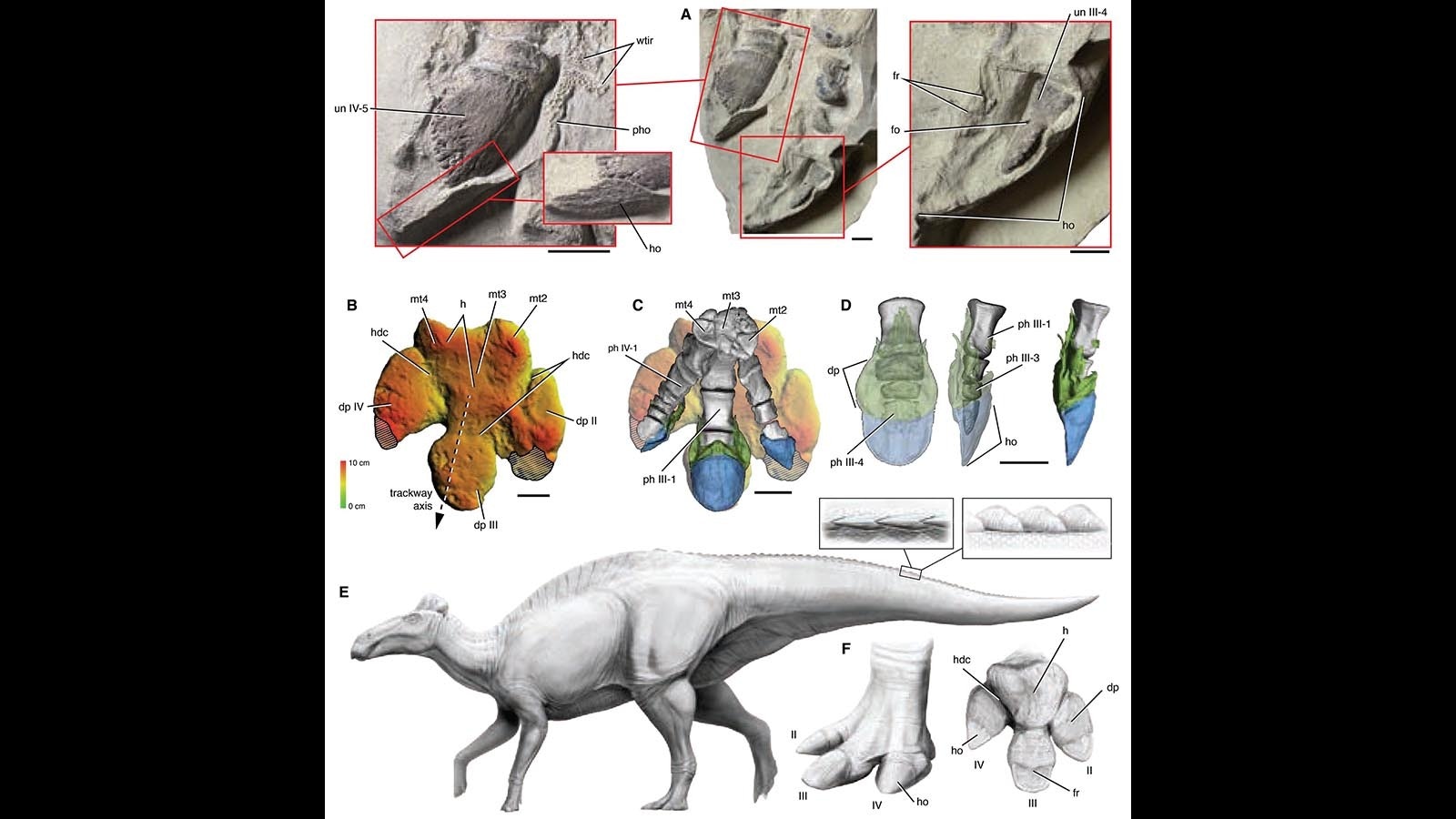 The hoofed feet of Edmontosaurus as preserved in the Lance Formation's "mummy zone" near Lusk. Several dinosaur mummies have been found within the same six-mile area, making it one of the best dinosaur dig sites in the world.