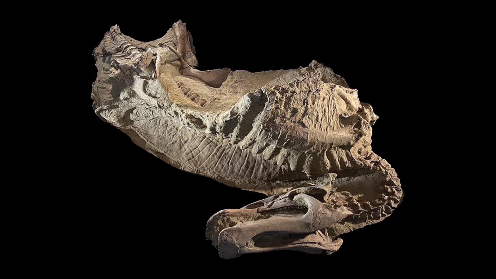 A perfectly preserved "dinosaur mummy" from the Late Cretaceous Lance Formation. This Edmontosaurus was covered in a thin film of clay and bacteria when it died, preserving extensive "skin renderings" that revealed what the dinosaur looked like in life.
