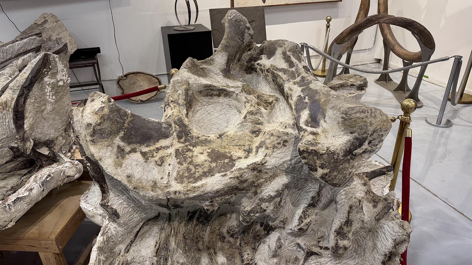 The hips of a Barosaurus found in the famous Bone Cabin Quarry near Medicine Bow. Lindgren said the bone quality of Stegosaurus that recently sold 40,000 shares in a first-of-its-kind investment opportunity is just as high as this specimen found nearby in the same site.