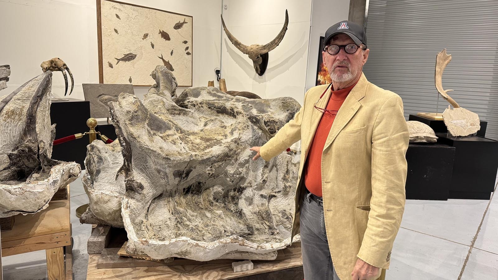 Thomas Lindgren stands next to the articulated hips of a Barosaurus skeleton found in the famous Bone Cabin Quarry near Medicine Bow. Lindgren believes this is the largest articulated dinosaur ever found and will become the largest dinosaur ever mounted once it's freed from the 150-million-year-old sandstone encasing it.