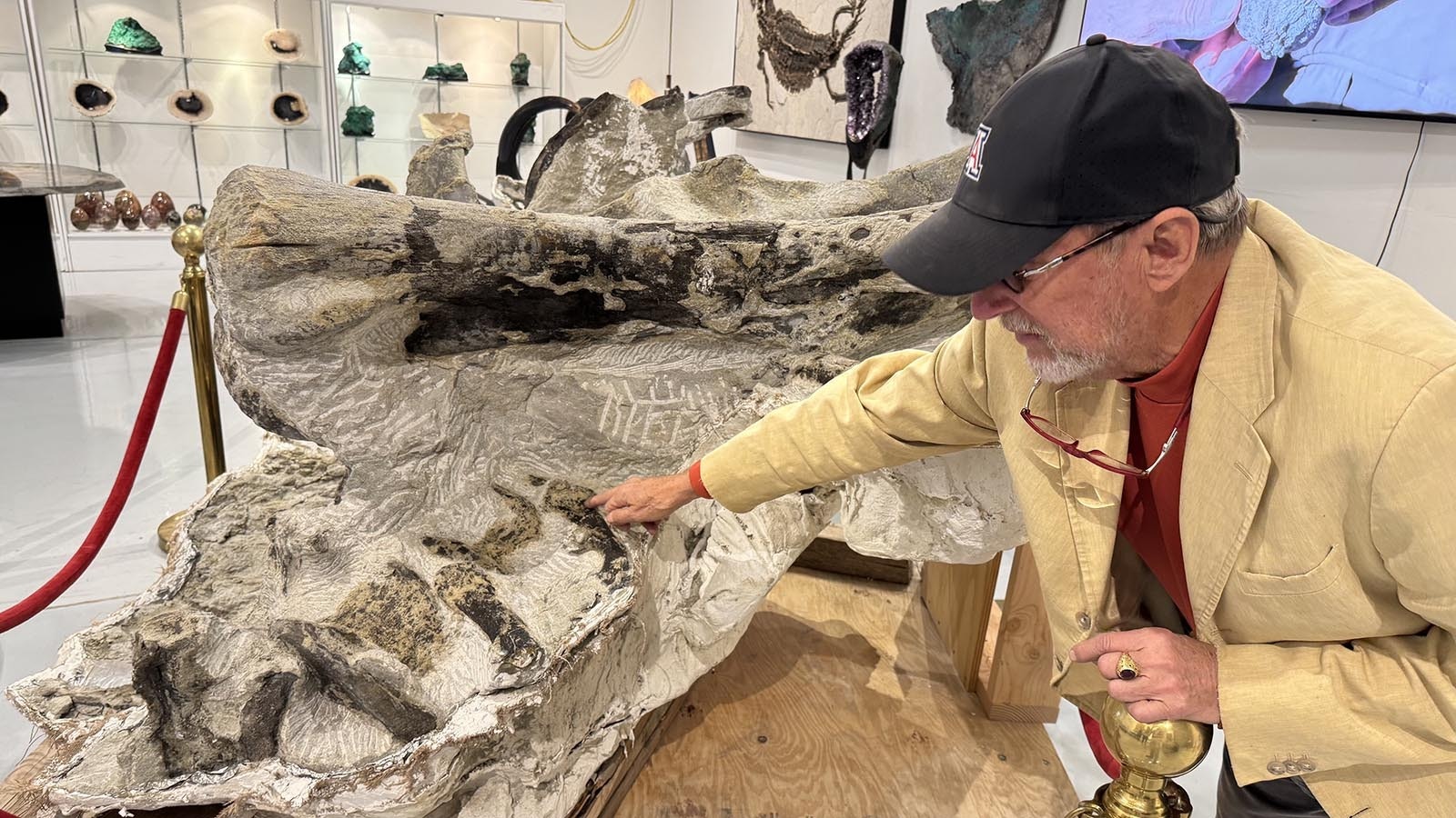 Thomas Lindgren, Ppresident of GeoDecor and a founder of Wyoming Dinosaur Discovery, points out the articulated tail bones of a 90-foot-long Barosaurus skeleton found in the Bone Cabin Quarry near Medicine Bow, Wyoming.