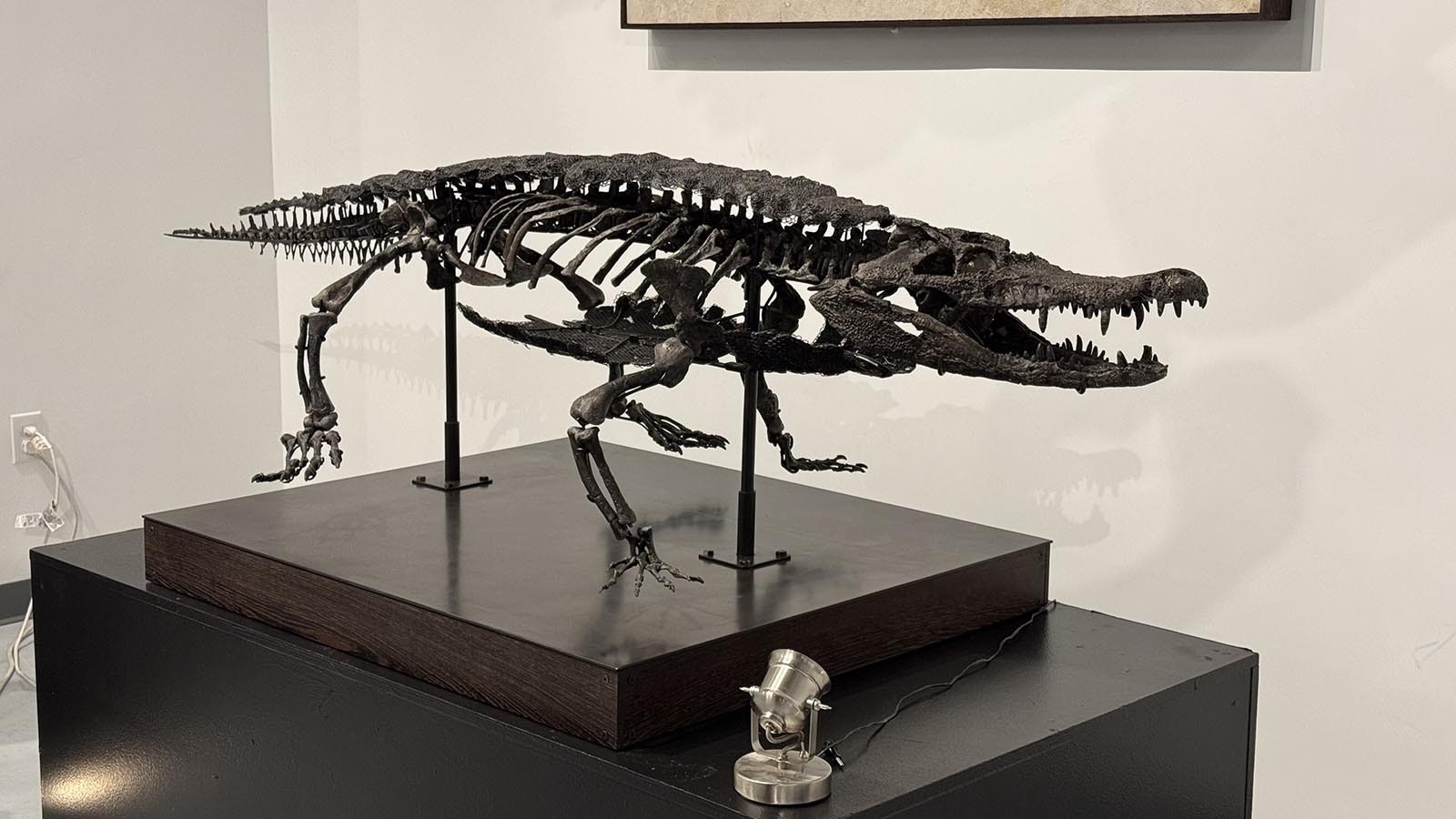 The skeleton of a Late Jurassic crocodile on display in the GeoDécor showroom in Tucson, Arizona. This rare specimen was excavated in the Bone Cabin Quarry, one of the most famous dinosaur sites in the world, where a share-selling Stegosaurus will soon be unearthed, mounted, and sold.