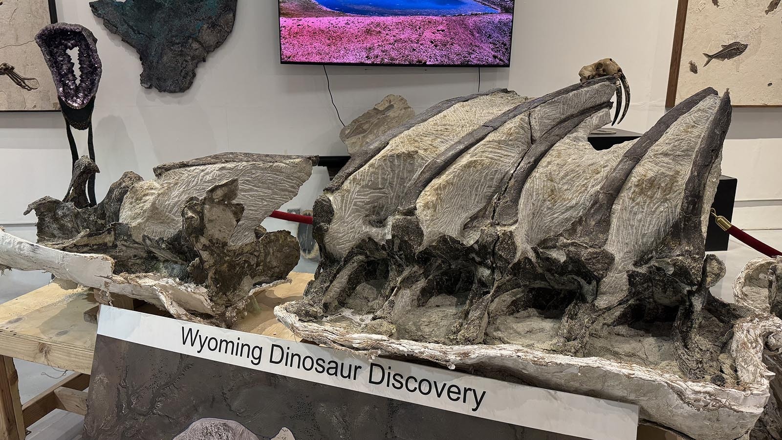 The articulated backbones and ribs of a Barosaurus skeleton found in Bone Cabin Quarry near Medicine Bow.