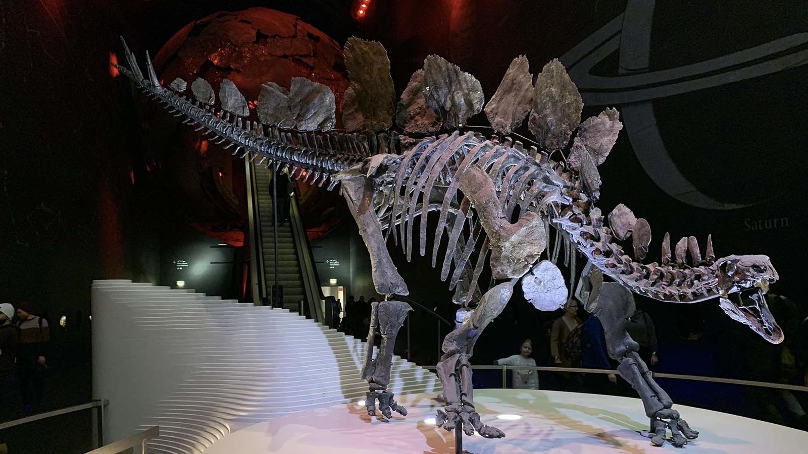 "Sophie," a Stegosaurus specimen on display at the Natural History Museum of London in the United Kingdom. This Wyoming Stegosaurus, found near Shell, is the most complete ever found, but Thomas Lindgren believes the specimen being excavated from the Bone Cabin Quarry near Medicine Bow could be just as spectacular once it's mounted.