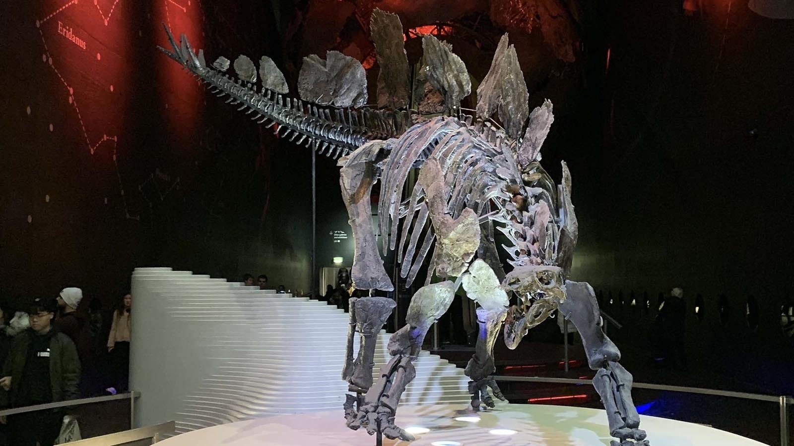 "Sophie," a Stegosaurus specimen on display at the Natural History Museum of London in the United Kingdom. This Wyoming Stegosaurus, found near Shell, is the most complete ever found, but Thomas Lindgren believes the specimen being excavated from the Bone Cabin Quarry near Medicine Bow could be just as spectacular once it's mounted.