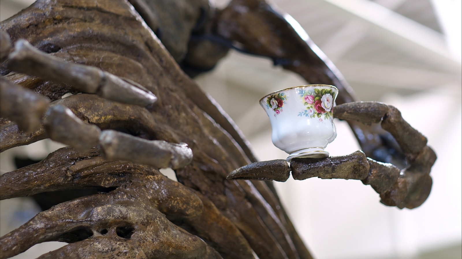 When they roamed the earth, Tyrannosaurs and Triceratops would’ve been mortal enemies. But millions of years later at an international museum in Canada, they’re working out their differences over their own larger-than-life tea party.