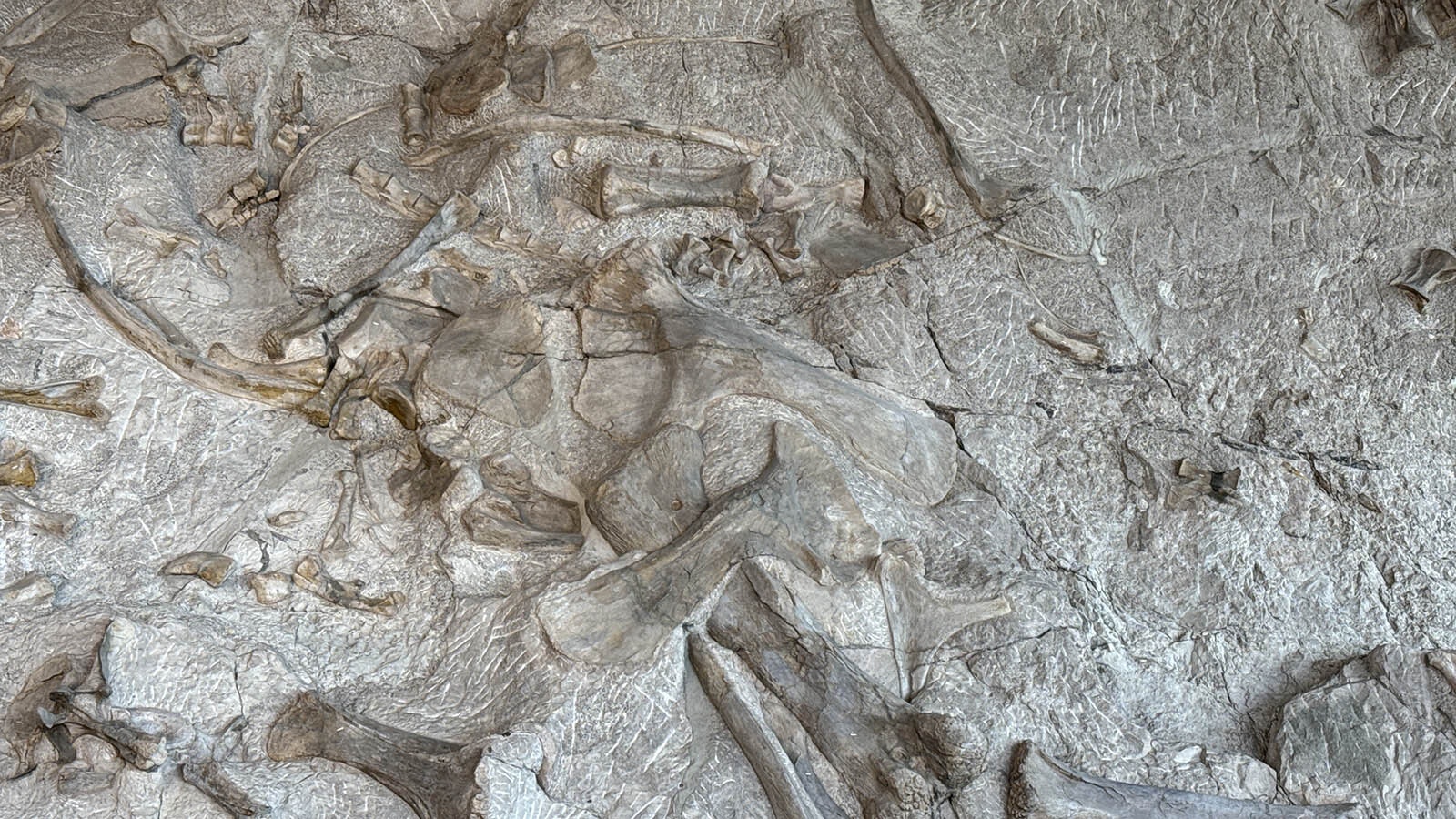 A smorgasbord of Late Jurassic dinosaur skeletons preserved in "the wall" of Dinosaur National Monument in Utah.