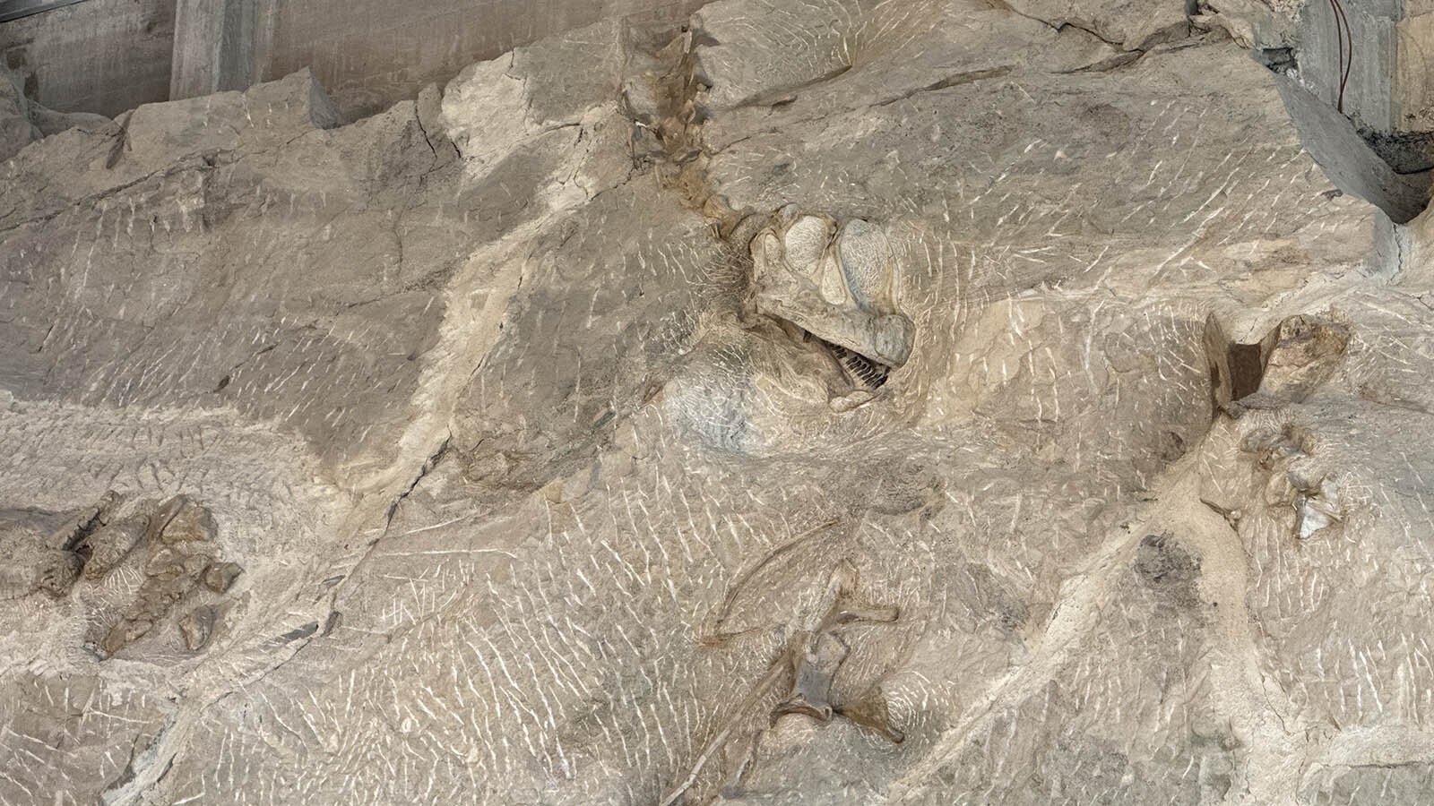The articulated skull and neck of a Camarasaurus at Dinosaur National Monument in Utah. While the bones of these 150-million-year-old are replaced with minerals during fossilization, the hard enamel of their teeth remains intact and uncontaminated, giving valuable insights into the daily lives and diets of dinosaurs and other prehistoric creatures.