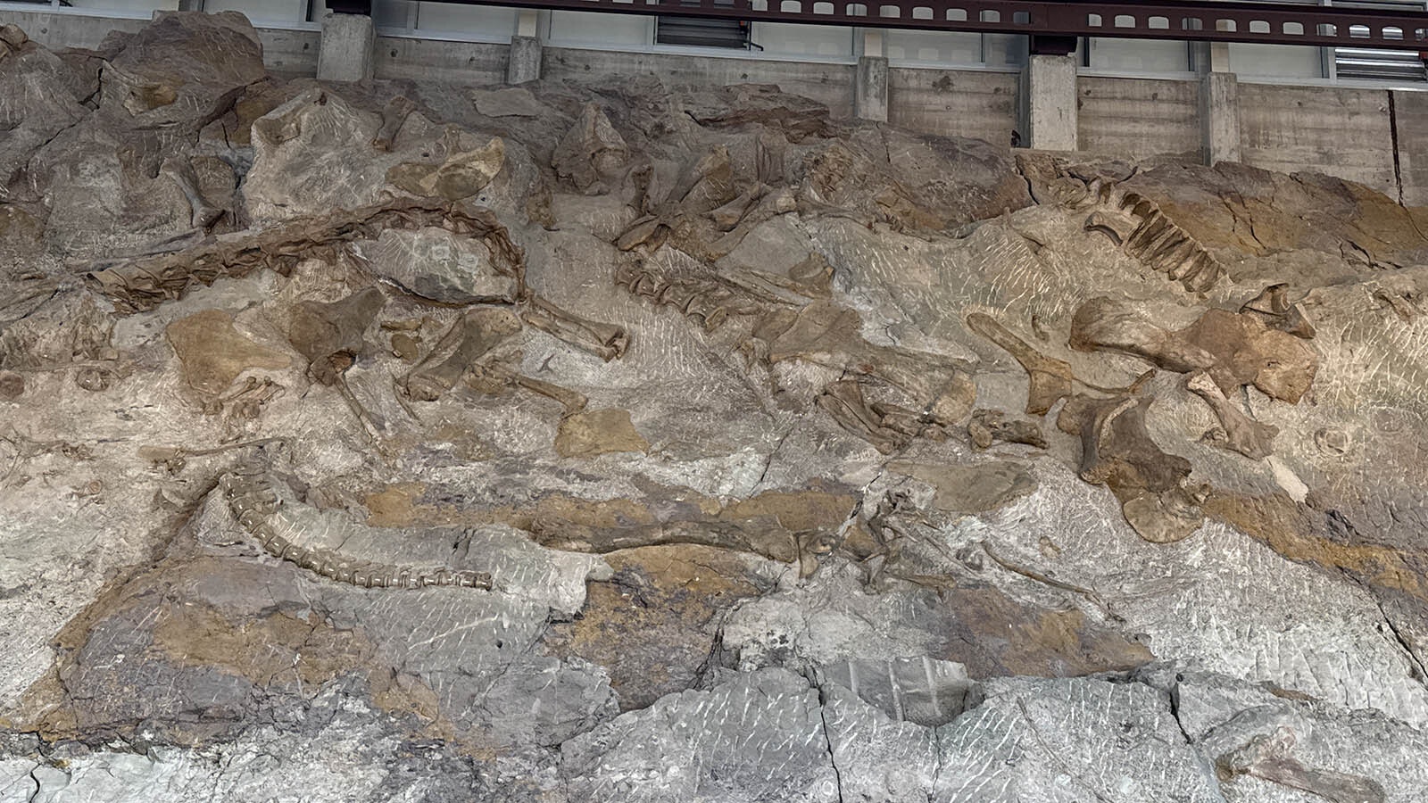 A smorgasbord of Late Jurassic dinosaur skeletons preserved in "the wall" of Dinosaur National Monument in Utah.