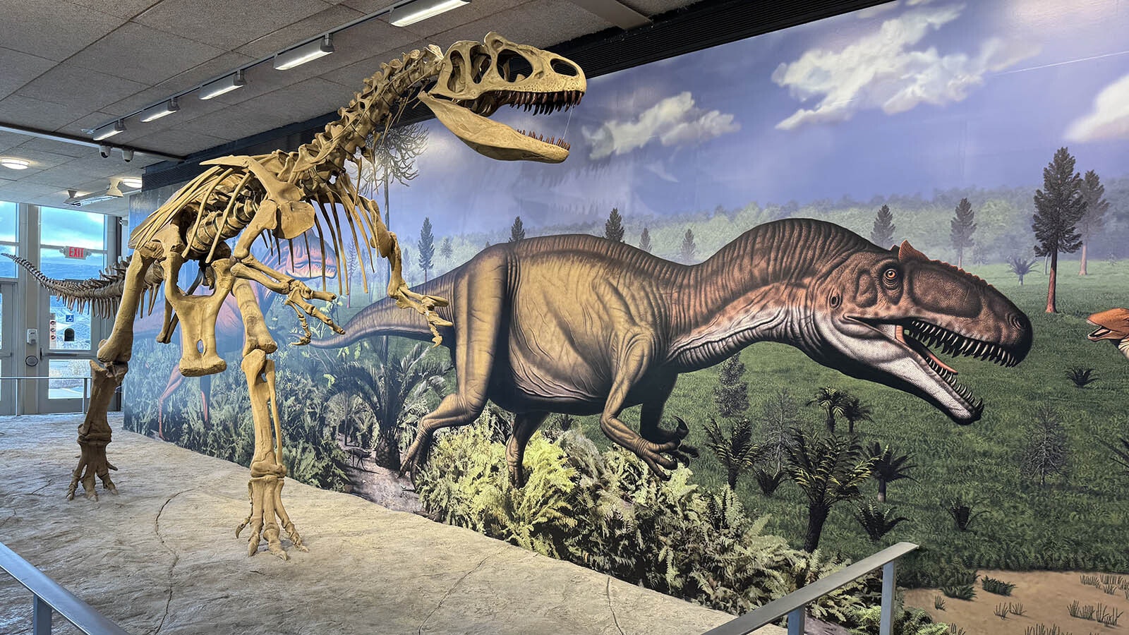 An Allosaurus skeleton on display at Dinosaur National Monument in Utah. Calcium isotope analysis of Allosaurus teeth discovered at this Late Jurassic bonebed revealed that Allosaurus was a flesh-eater, not a bone cruncher, confirming long-held theories about Allosaurus feeding determined by their anatomy.