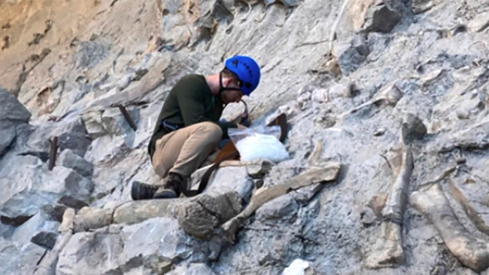 Liam Norris, a paleontologist with the Department of Earth and Planetary Sciences at the University of Texas at Austin, uses a handheld Dremel to drill into a Camptosaurus tooth preserved in "the wall" of Dinosaur National Monument in Utah.