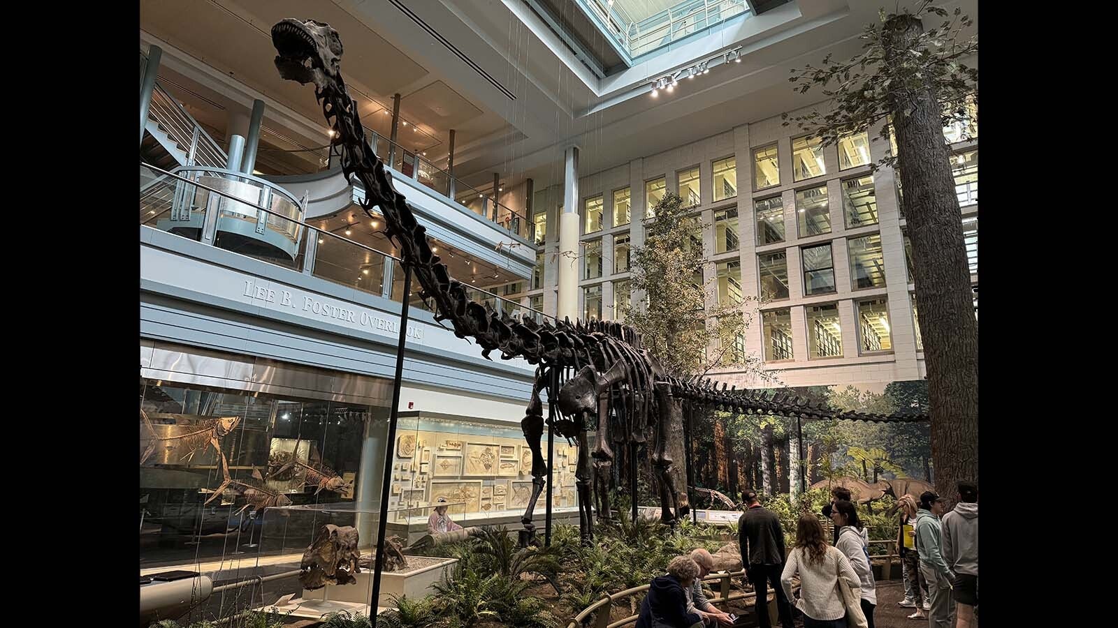 Visitors admire the skeleton of Diplodocus carnegii in Pittsburgh. Replicas of "Carnegie's Dinosaur" were so numerous and widely distributed throughout the world that this Wyoming dinosaur has been seen by millions of people, making it one of the most iconic dinosaur skeletons ever found.