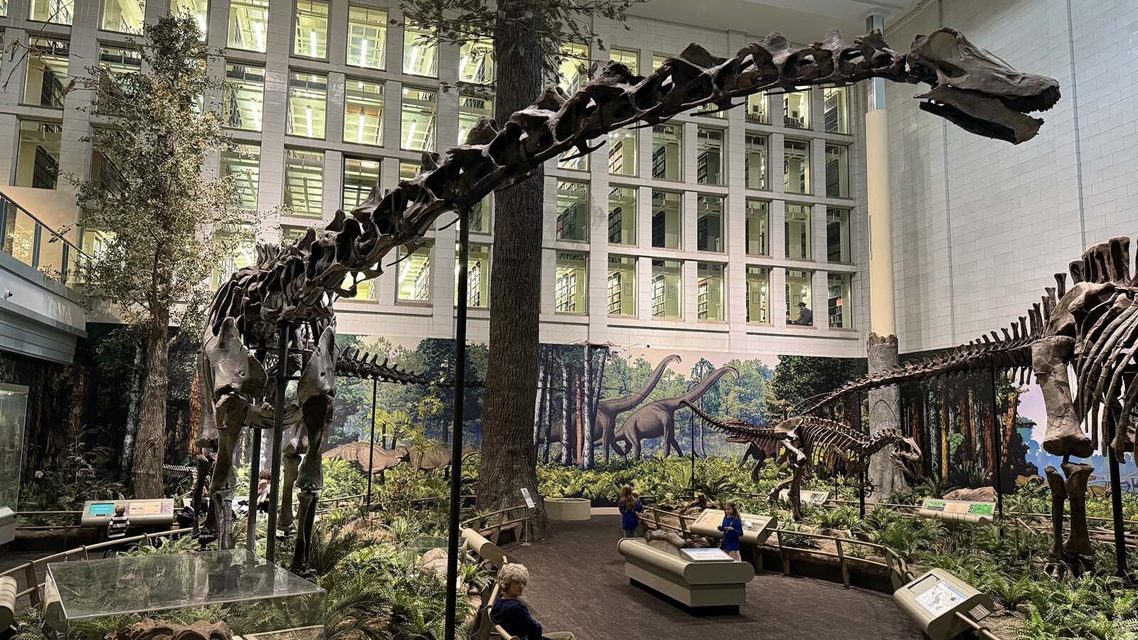 The mounted skeleton of Diplodocus carnegii, "the Star-Spangled Dinosaur," in the Carnegie Museum of Natural History in Pittsburgh, Pennsylvania. This 87-foot-long Jurassic giant from Albany County, Wyoming, was one of the first complete skeletons of a large dinosaur ever found and mounted.