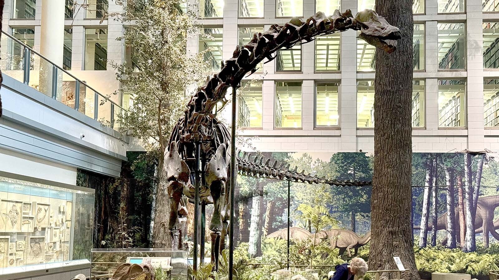 The mounted skeleton of Diplodocus carnegii, "the Star-Spangled Dinosaur," in the Carnegie Museum of Natural History in Pittsburgh, Pennsylvania. This real-fossil skeleton is made up of two different but similarly sized individuals. Its size and completeness is what attracted the admiration of Andrew Carnegie.