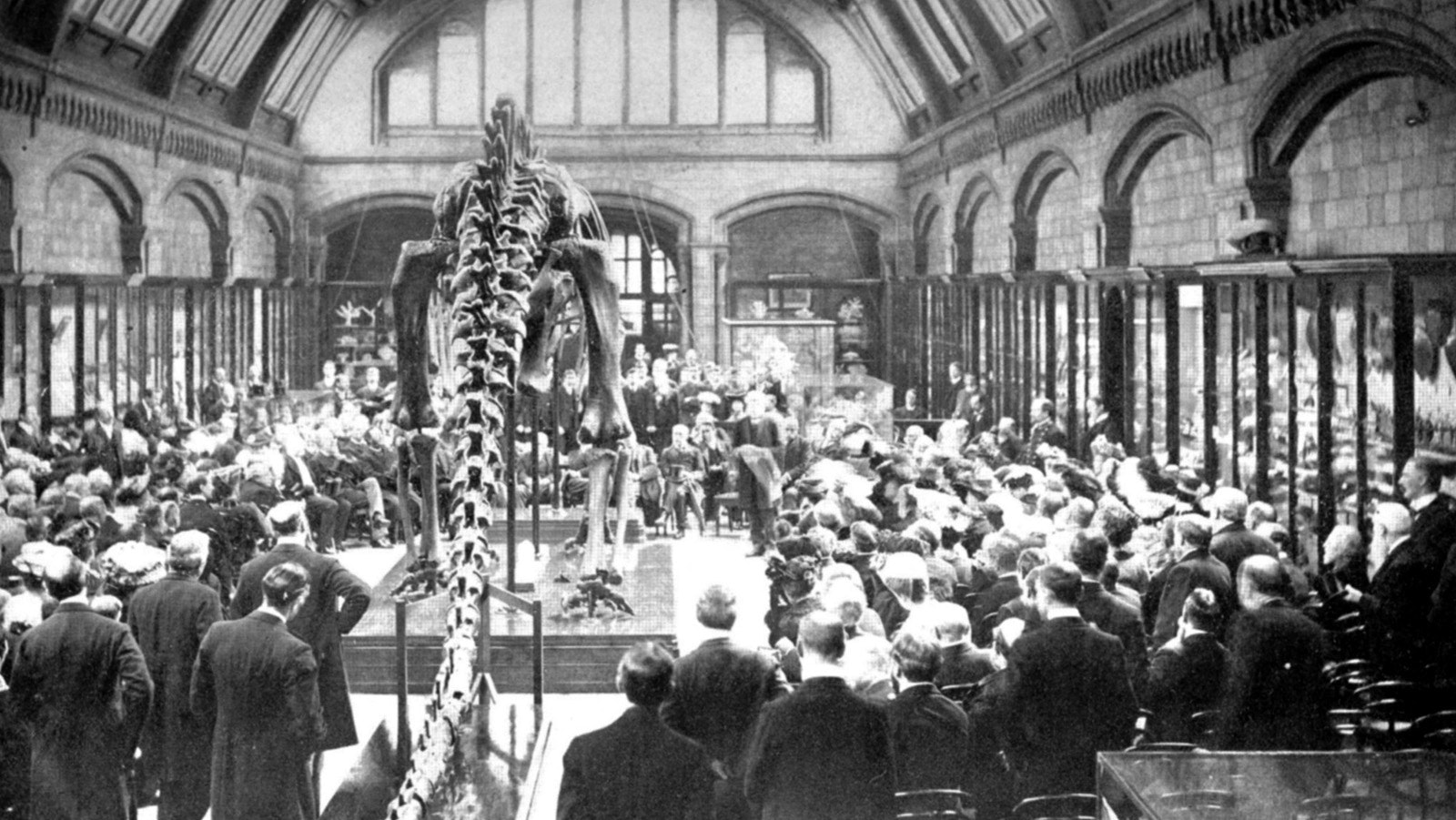 The unveiling of Dippy the Diplodocus in the Natural History Museum of London in April 1905. The ceremony started the stretch of Andrew Carnegie's "dinosaur diplomacy," where replicas of the dinosaur were donated to several European nations as a symbol of scientific advancement in the 20th century.