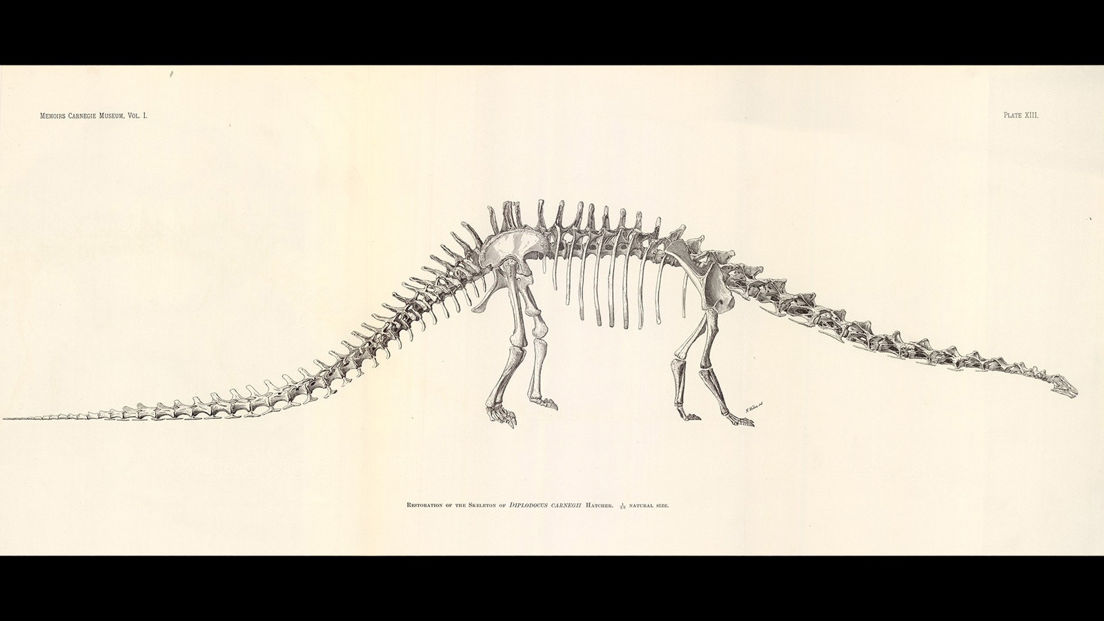 The lithograph of Diplodocus carnegii created by paleontologist John Bell Hatcher. This is the image Andrew Carnegie had  in his castle in Scotland when King Edward VII visited and asked for his own giant American dinosaur. Hatcher named the new species of dinosaur after its benefactor.