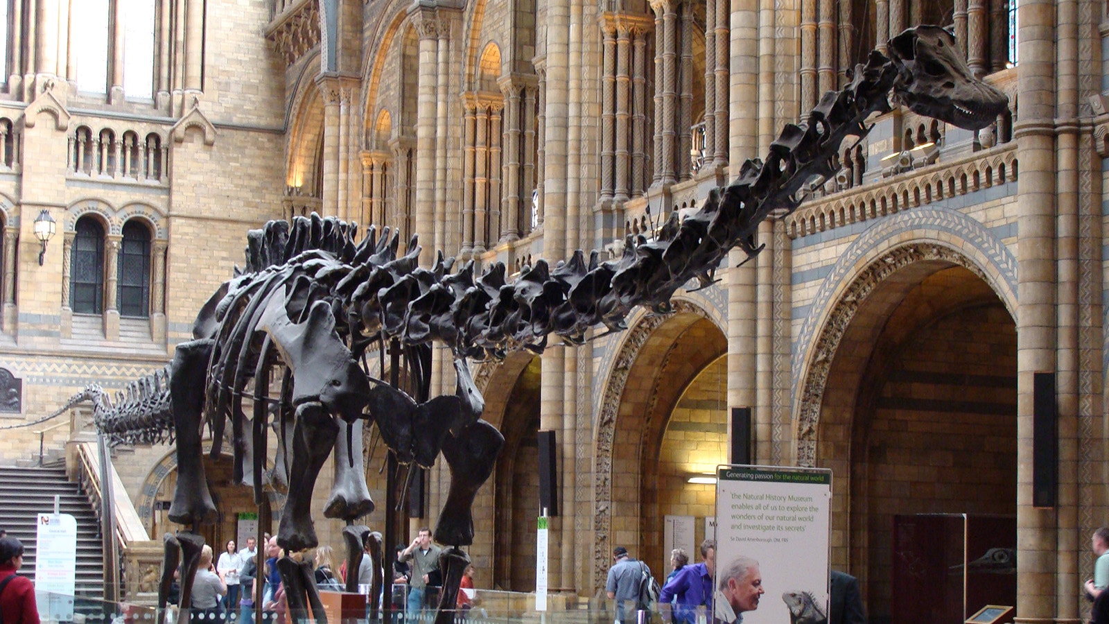 Dippy in Hintze Hall at the Natural History Museum in London.