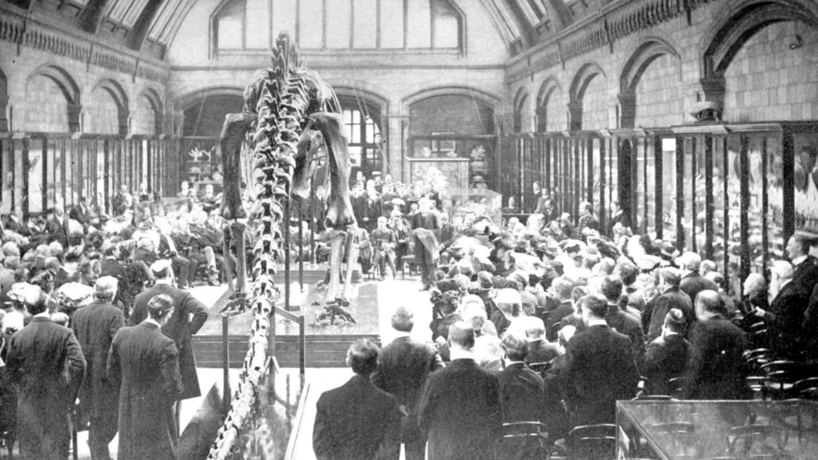 Unveiling a full-sized cast of an 88-foot-long Diplodocus nicknamed Dippy at the Natural History Museum of London in 1905.