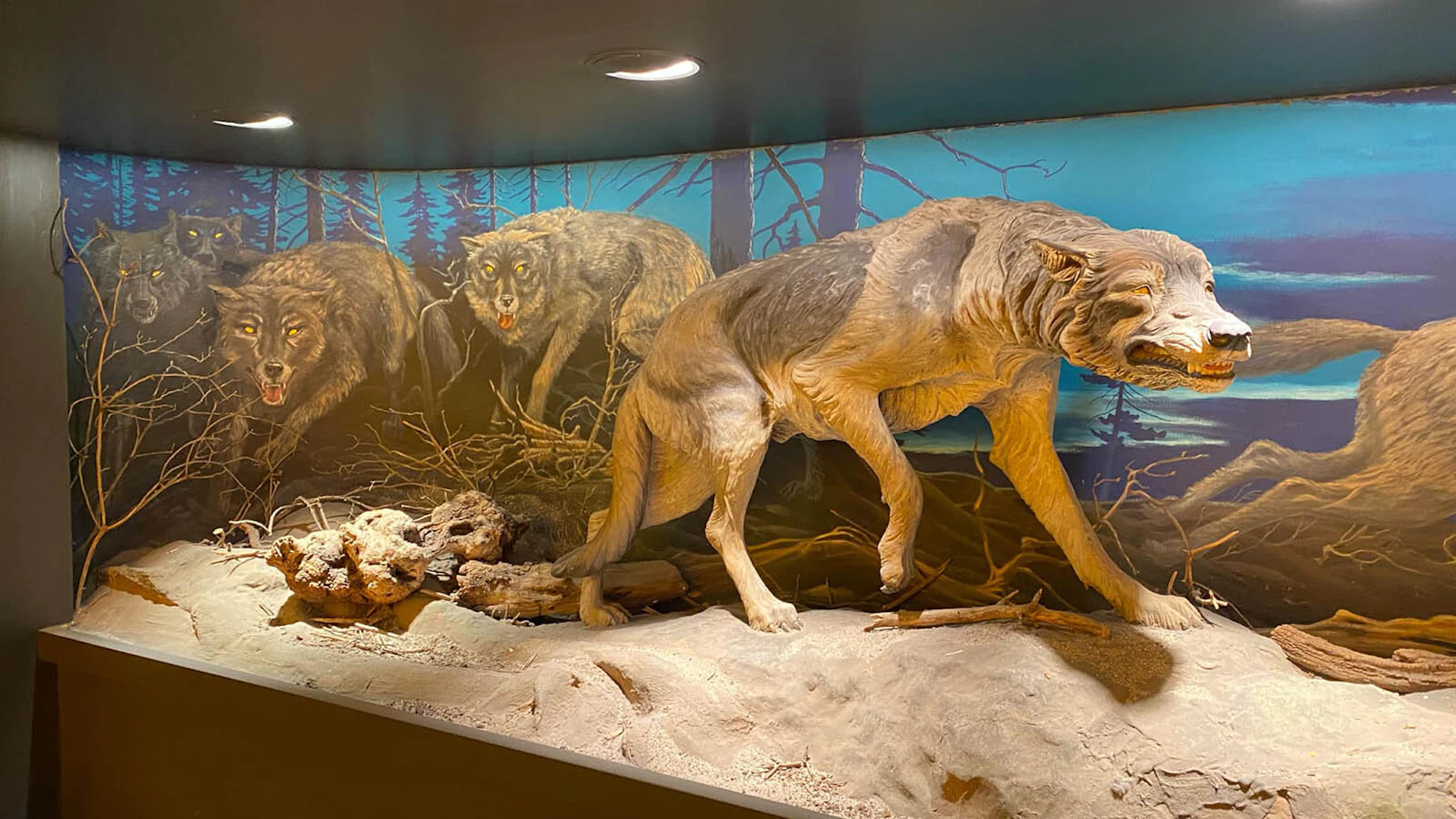 Dire Wolves Resurrected From Prehistoric DNA As ‘World’s First De ...