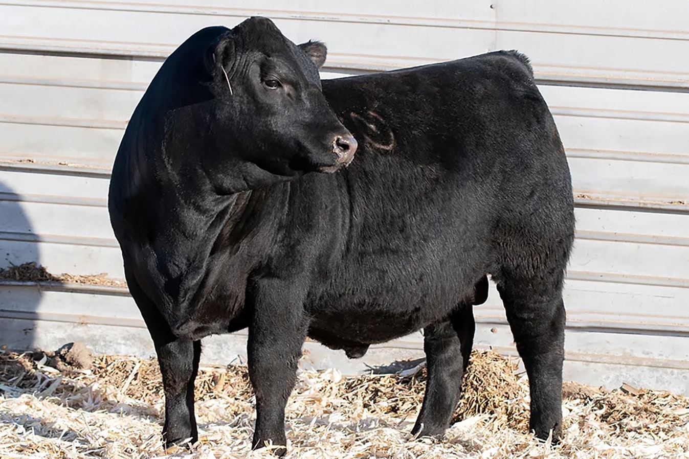 Doc Ryan is a Wyoming-born Angus bull that sold for more than $500,000, and is so sought after that a rancher has shelled out $140,000 for one of his unborn calves.