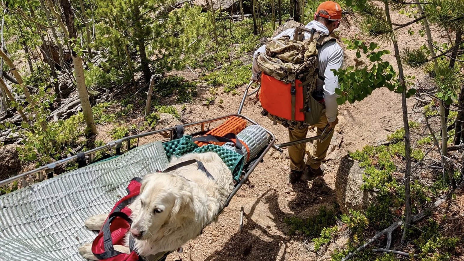 A Park County, Colorado, search and rescue team went 11 miles and spent 10 hours rescuing a dog that was overcome with exhaustion during a hike on June 24. Wyoming search and rescue teams aren’t willing to do that, you’d have to carry your dog out yourself here.