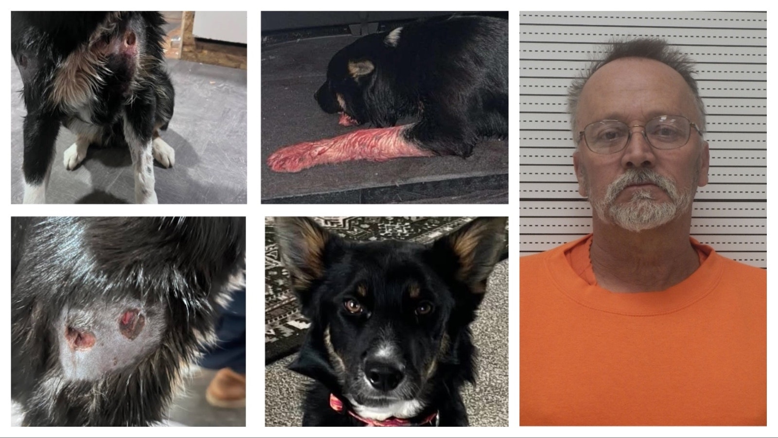 A Worland man who riddled his own dog with bullets was was sentenced Wednesday to three years' supervised probation and fined $1,000. Donald “Dudley” Wright, 60, says he’s had death threats over the incident and that that the punishment seems harsh for such a “miniscule” crime.