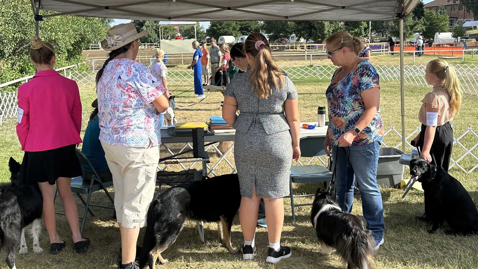 At the annual 4-H Dog Show and Showmanship at the Wyoming State Fair in Douglas, judging for conformation is based on the appearance of the dog while obedience is based on how well the dog obeys commands. In these competitions, mixed breeds can beat out their purebred counterparts.