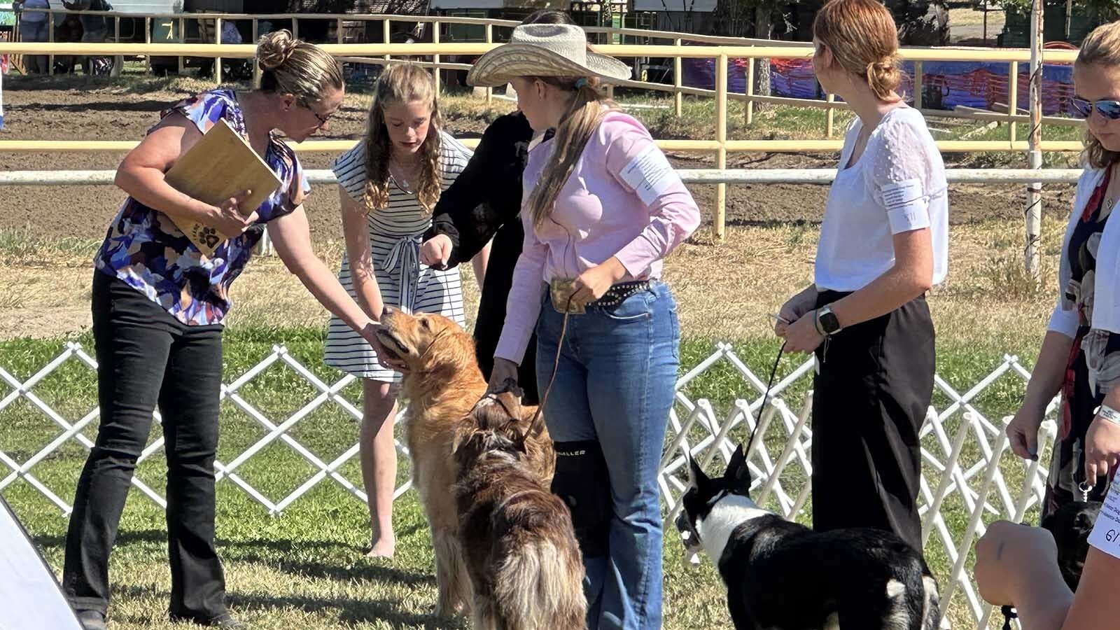 After years of competing at the 4-H Dog Show and Showmanship at the Wyoming State Fair in Douglas, 4-H senior Karen Ulmer and her dog Keona walked away with the Grand Championship for Showmanship. Ulmer said it took 3 hours of grooming and $300 in grooming products to get her pup ready for the annual show and that the effort was well worth it with the win.