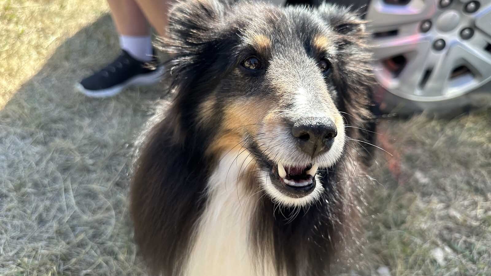 For most people, when they think of the Wyoming State Fair in Douglas it is about the livestock and horse competitions. As barrel racing and goat tying was being held in the outside arena, on the other side of the fence, over 120 4-H’ers and their dogs competed in the annual 4-H Dog Show and Showmanship.