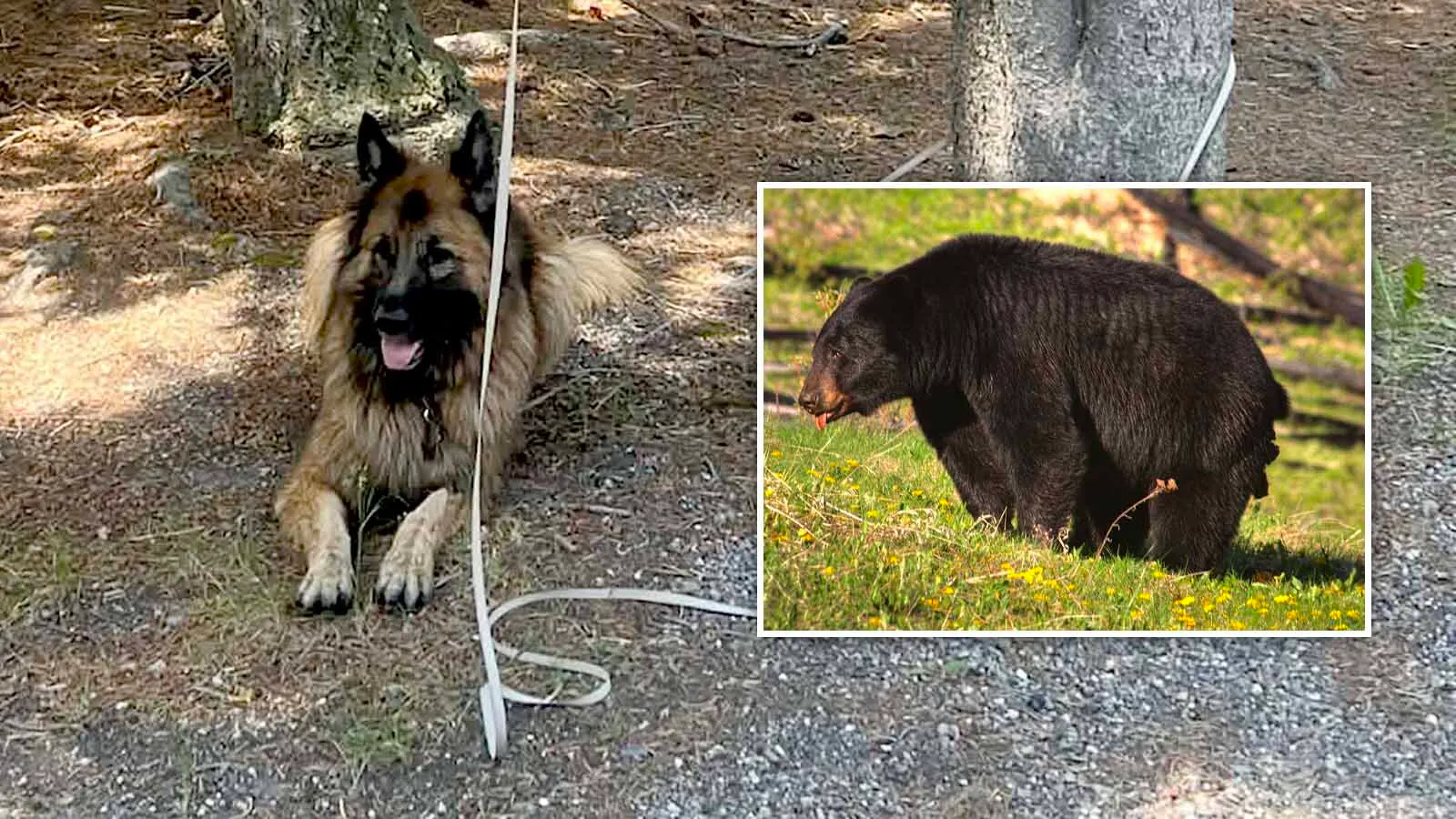 Mia, a German shepherd, was trying to take a bathroom break during a road trip with her owners when Yellowstone tourists mistook her for a bear. 