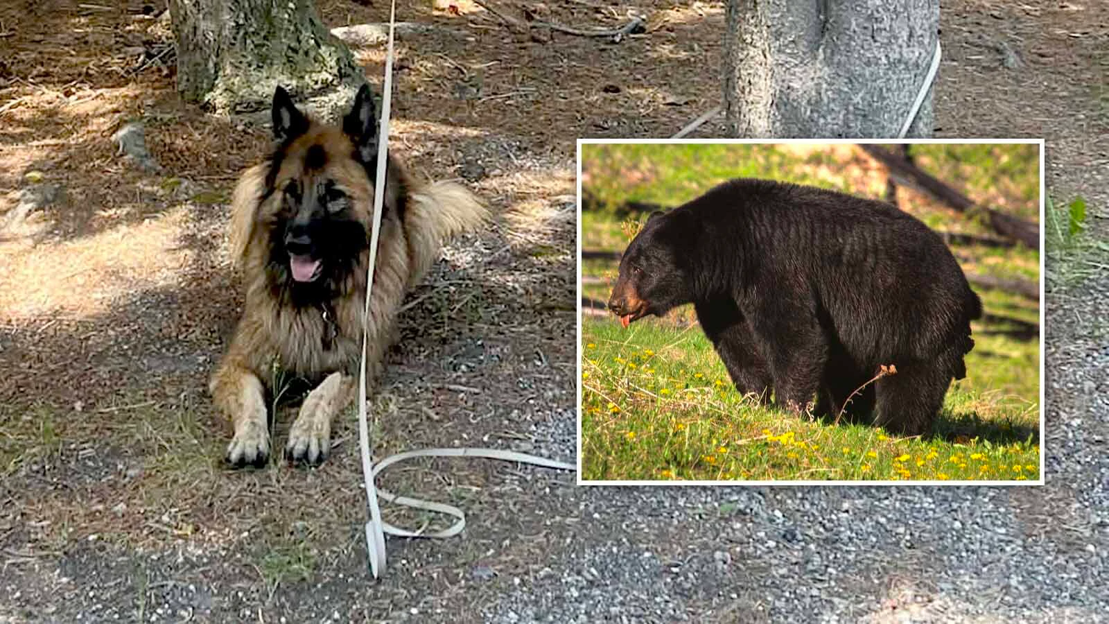 Mia, a German shepherd, was trying to take a bathroom break during a road trip with her owners when Yellowstone tourists mistook her for a bear. 