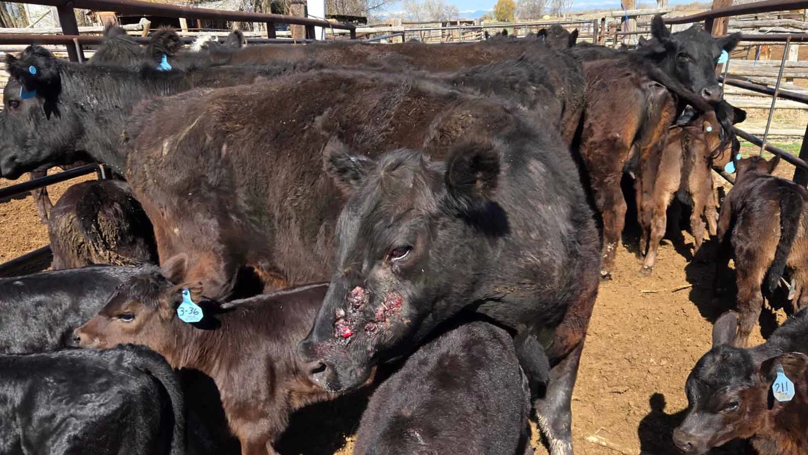 A cow on Chris Eberline’s ranch shows facial injuries.