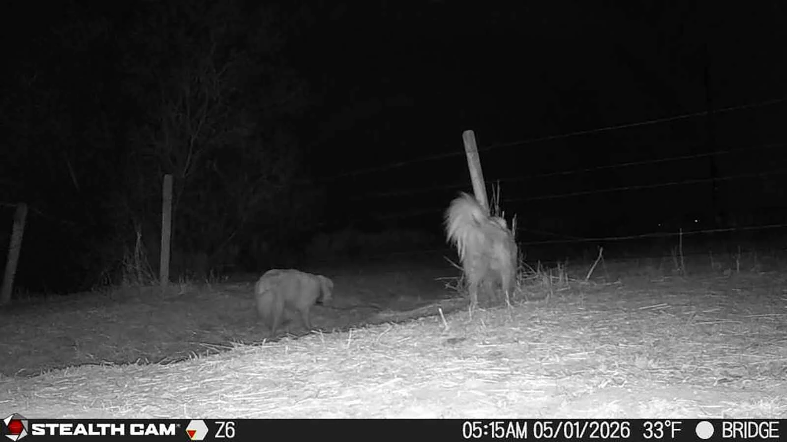A nighttime surveillance camera captures two dogs on Chris Eberline’s ranch near Kinnear. Eberline and other ranchers have accused roaming dogs of harassing cattle and killing calves.