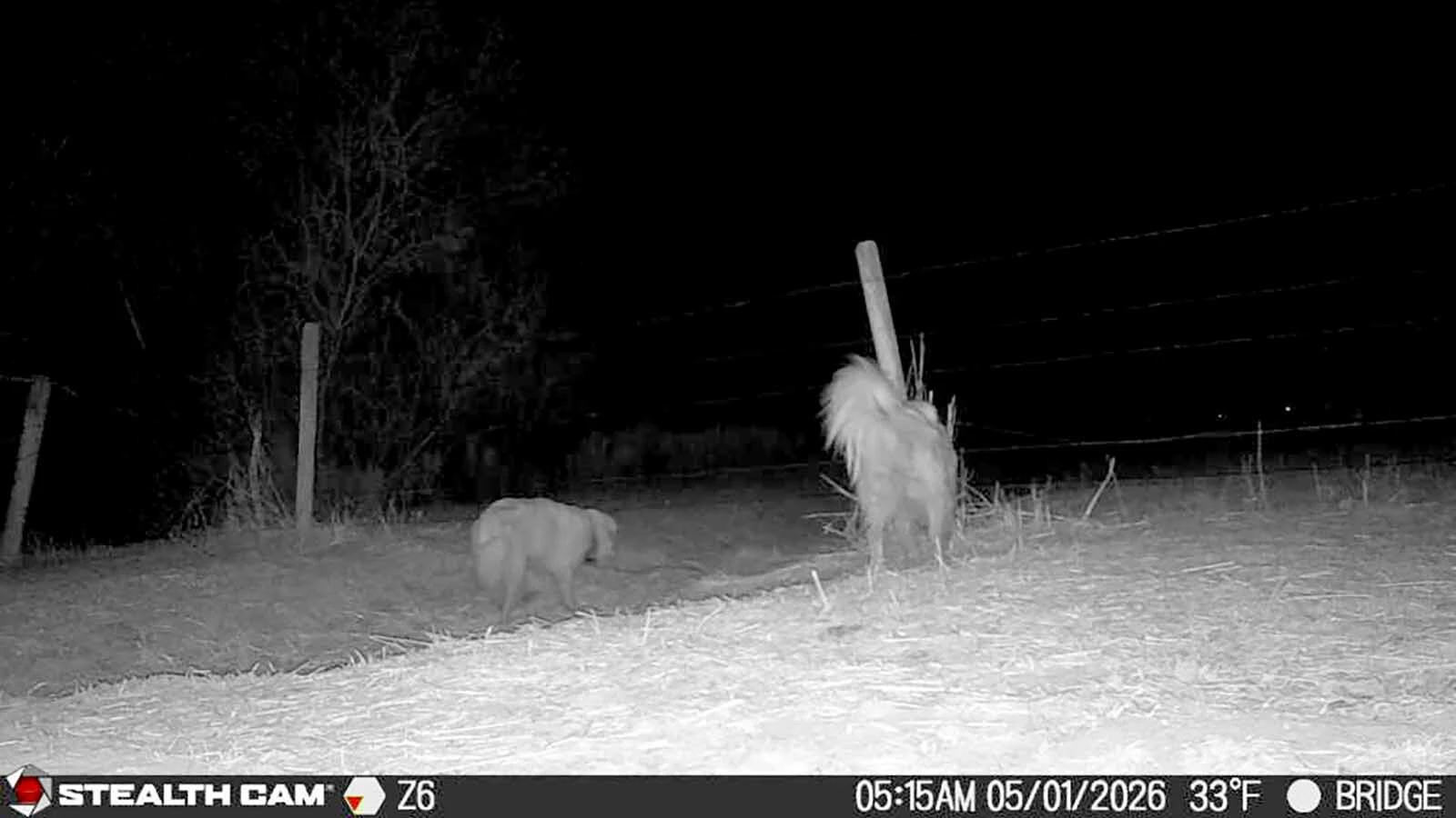 A number of surveillance cameras on Chris Eberline's ranch property have captured Great Pyrenees dogs she claims have been roaming and attacking livestock and killing calves.