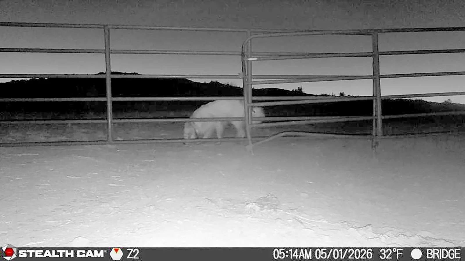 A number of surveillance cameras on Chris Eberline's ranch property have captured Great Pyrenees dogs she claims have been roaming and attacking livestock and killing calves.