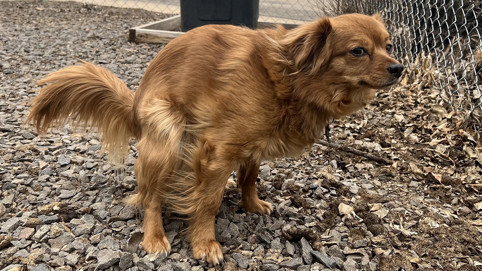 Roxy, a Pomeranian-Dachshund mix, adds to her owner’s springtime poop patrol duties.