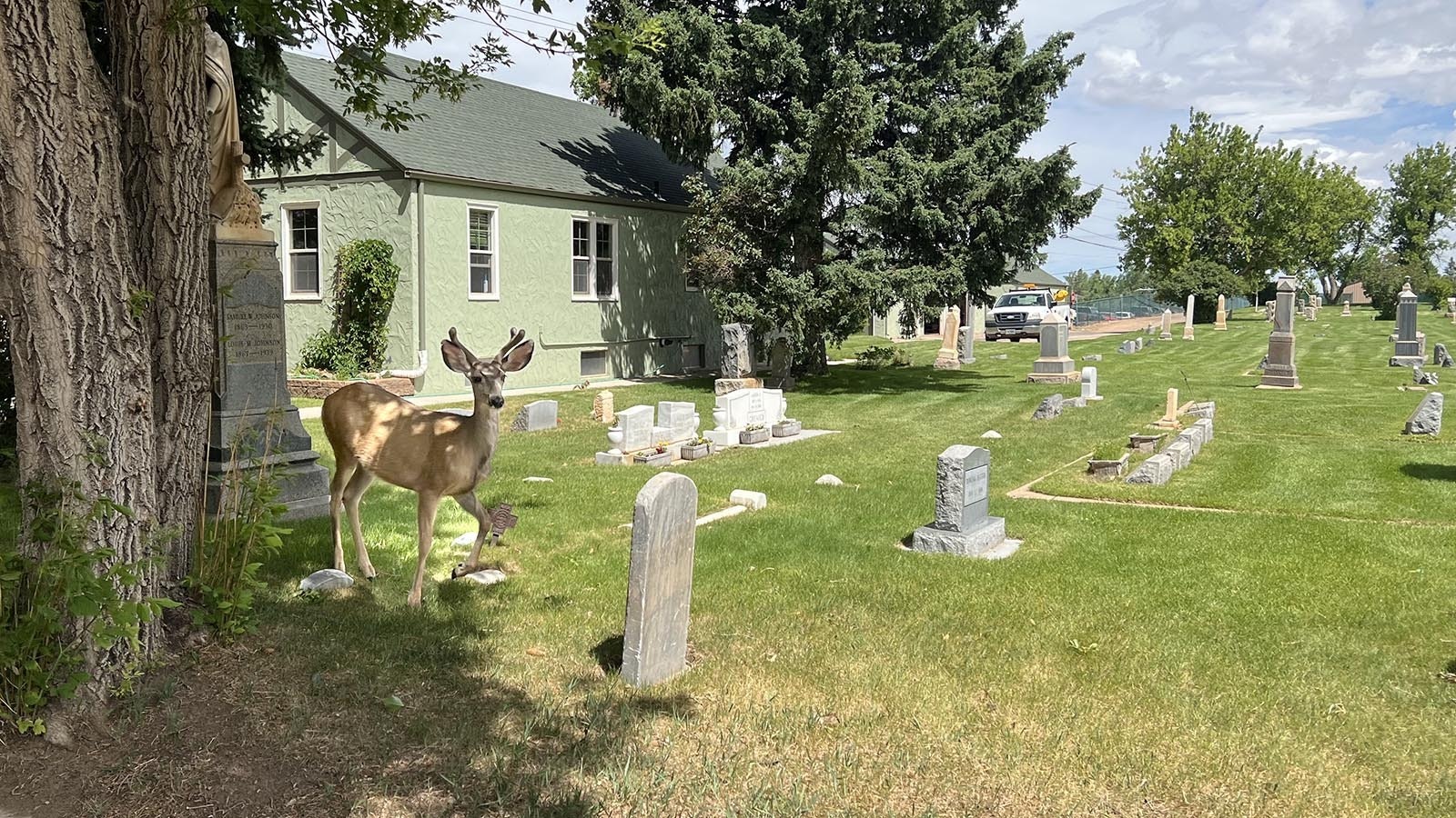 A buck mule deer, with this year’s set of antlers just starting to grow in, hangs out near the Greenhill Cemetery office in Laramie on Thursday.