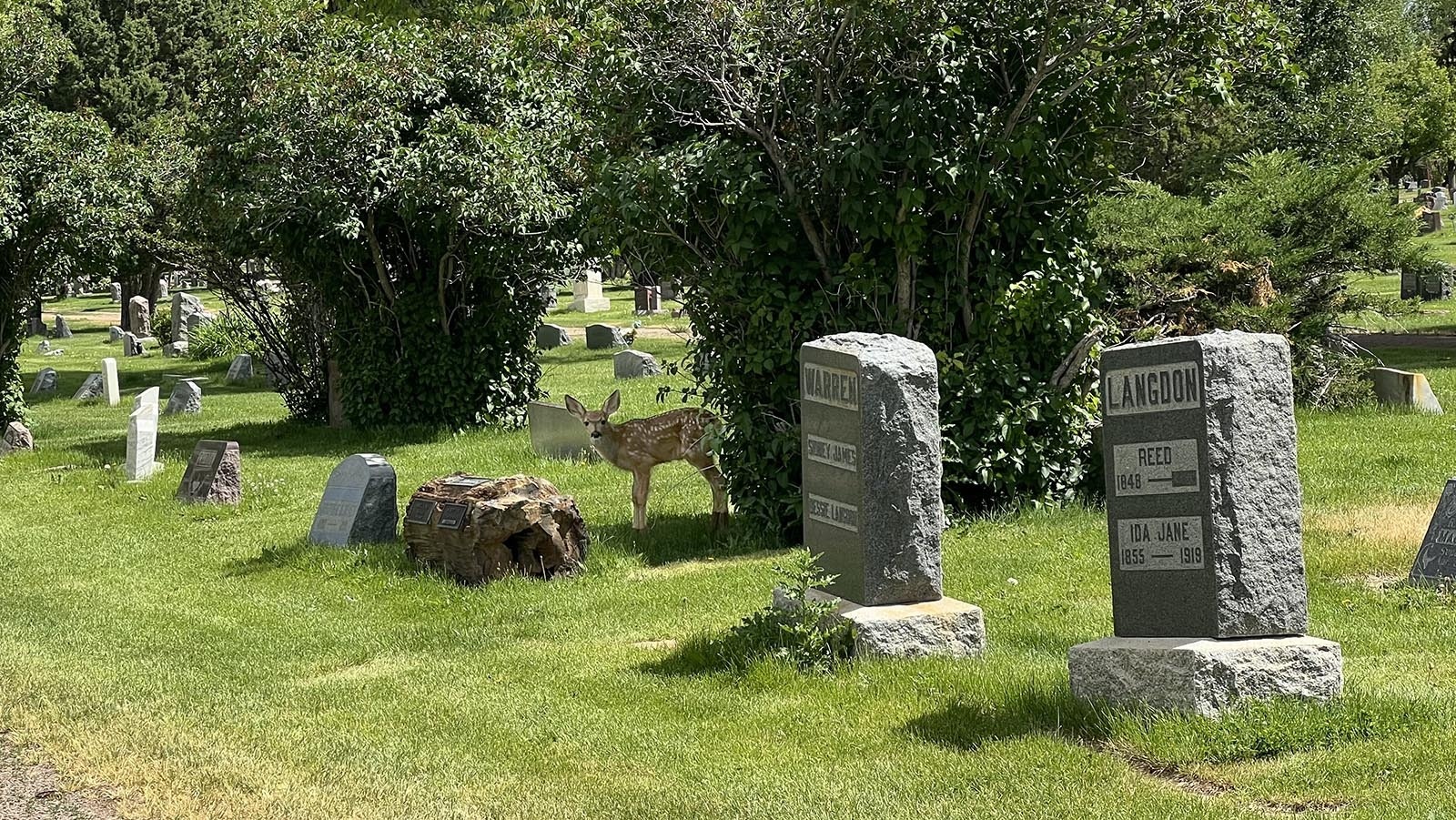 A fawn mule deer pauses just long enough for its photo to be snapped in the Laramie’s Greenhill Cemetery on Thursday. Cemetery staff are warning people not to walk their dogs near the fawn, because its mother hates dogs and will go after them.