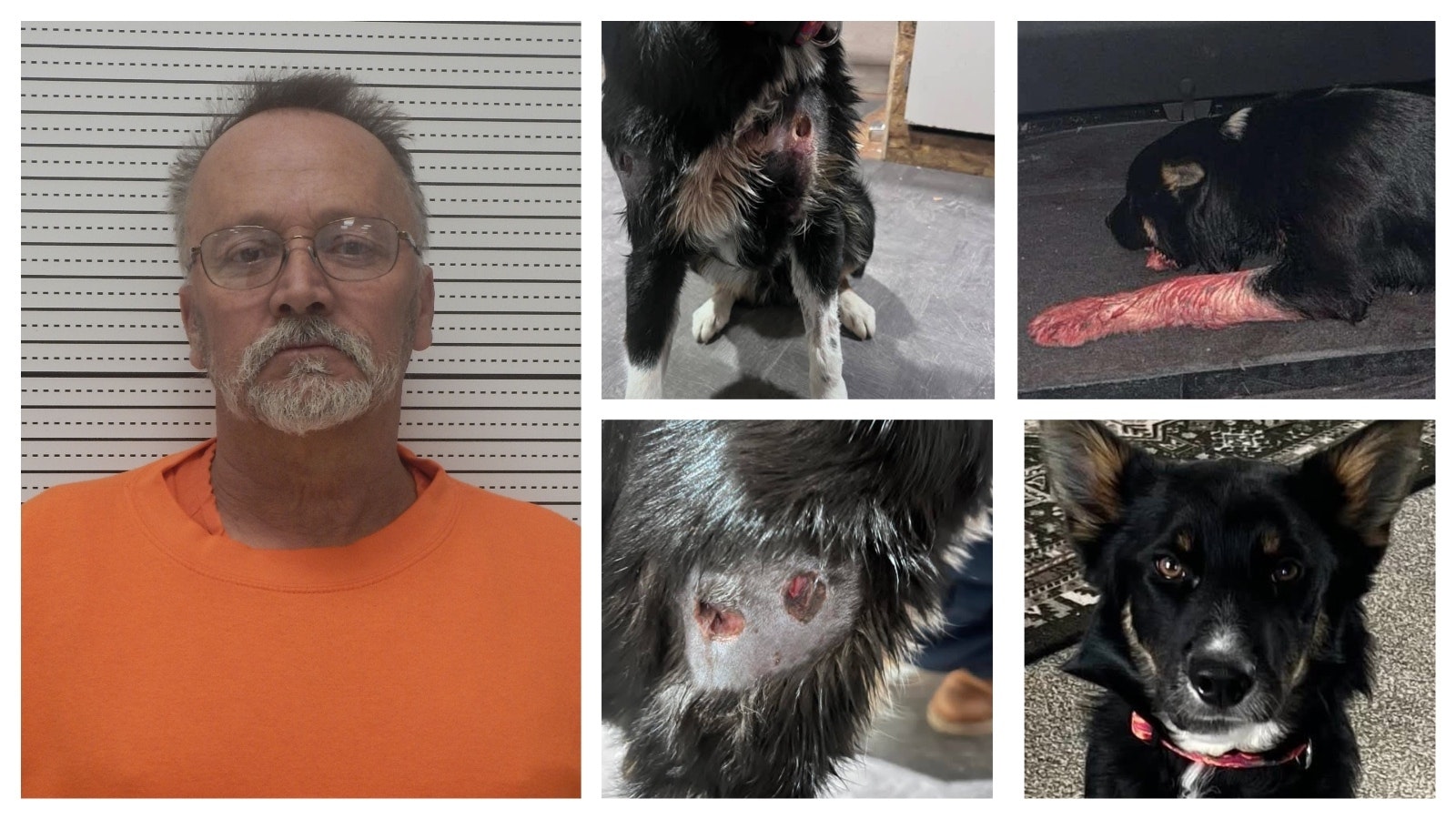 Donald W. Wright, 59, of Worland, Wyoming, has been charged with cruelty to animals, accused of shooting his own dog, Axel, six times. He reportedly said he hoped the dog would "bleed out."