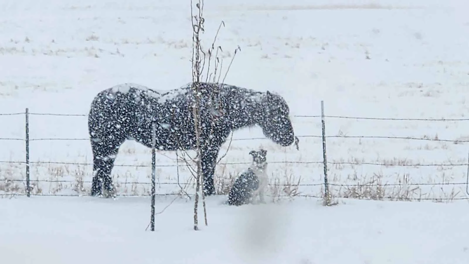 A Fort Washakie family is devastated after the death of their 6-year-old border collie Drover, who was shot over the weekend after leaving their rural Wyoming property. The dog managed to make his way home before dying from the bullet wound.