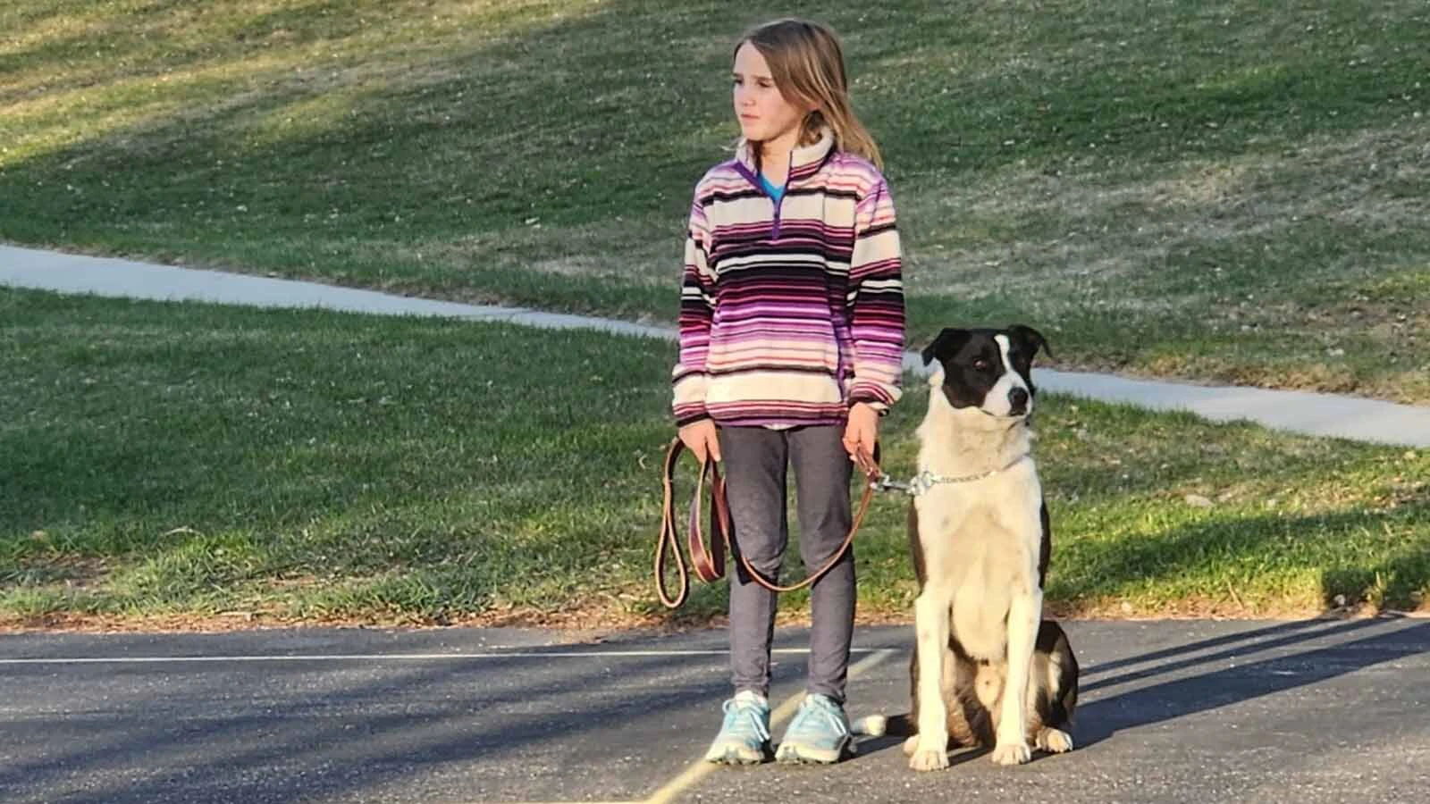 Drover, a border collie belonging to the Penn family found dead from a bullet wound on Sunday. Nate Penn said the family dog, who was collared and "never bothered anybody," was shot on another property and made it home before dying.