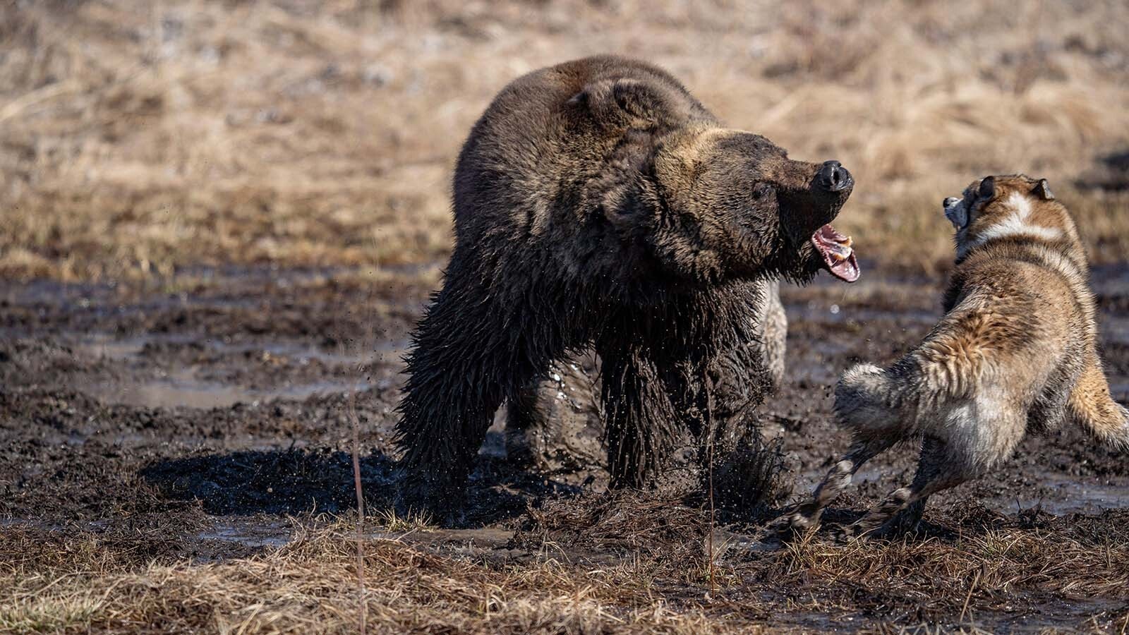 People might think their dogs would rush in to save them from a mauling if a grizzly attacks. But you shouldn’t bet your life on it. Research shows Fido is more likely to get the bear mad, then run, leaving their owners to become brunch.