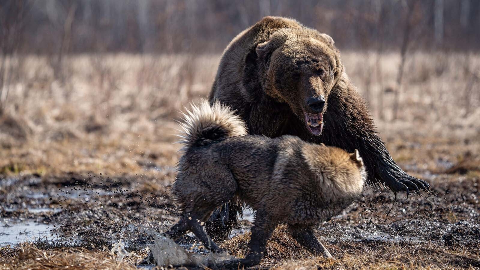 People might think their dogs would rush in to save them from a mauling if a grizzly attacks. But you shouldn’t bet your life on it. Research shows Fido is more likely to get the bear mad, then run, leaving their owners to become brunch.