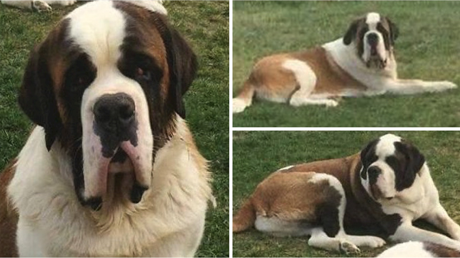 The three family Saint Bernards that were killed by snare traps set nonpublic land.